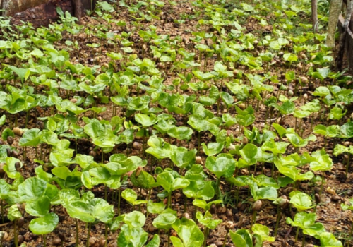 Photo 192: Coffee plant nursery at Kiyota factory premises, Matale, 1 kg of seeds bring 2000 coffee plants, 18 July 2025
